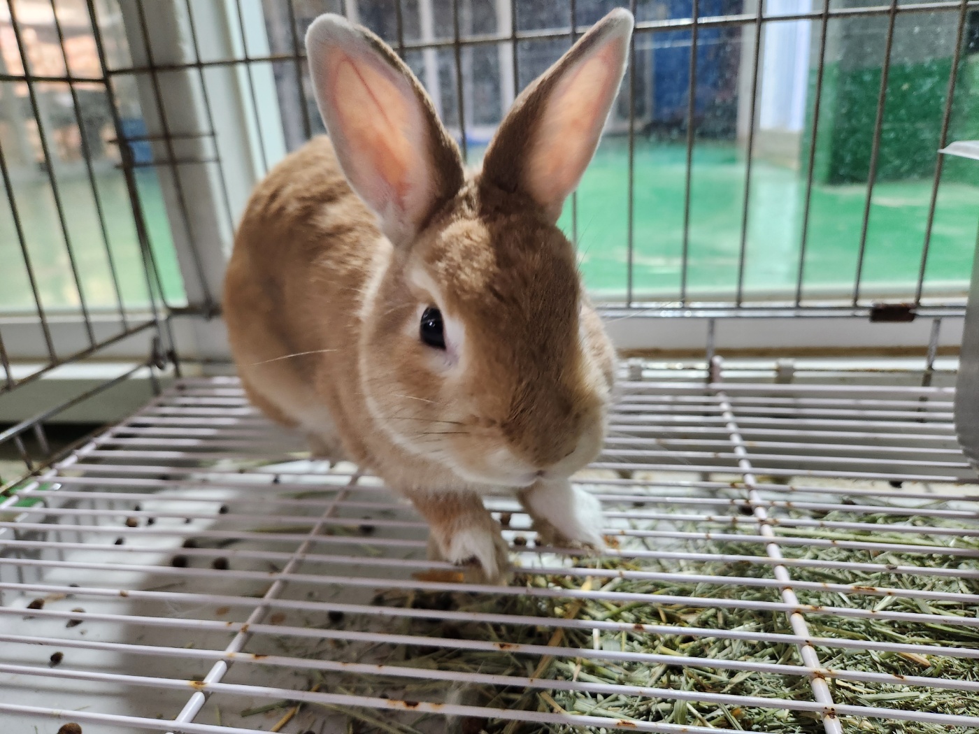 한국야생동물보호협회_441393202500189